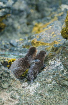 Rear view of Marine otter (Lontra felina) mother and pup on rock, Chiloe Island, Chile, Endangered species