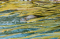 Marine otter (Lontra felina) swimming amongst Kelp, Chiloe Island, Chile, Endangered species