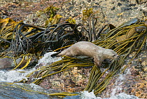 Female Marine otter (Lontra felina) chasing away another otter, Chiloe Island, Chile, Endangered species