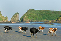 Cows walking along beach, Punihuil Bay, Chiloe Island, Chile