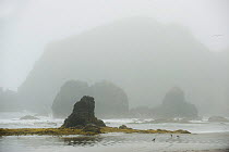Rocky shore in fog, Punihuil Bay, Pacific Coast, Chiloe Island, Chile