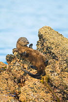 Marine otter (Lontra felina) lying on its back on rock, Chiloe Island, Chile, Endangered species