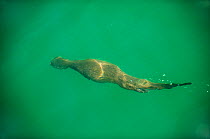 Marine otter (Lontra felina) swimming underwater, Chiloe Island, Chile, Endangered species