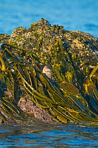 Marine otter (Lontra felina) on kelp covered rock, Chiloe Island, Chile, Endangered species