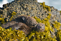 Female Marine otter (Lontra felina) and pup playing on kelp covered rock, Chiloe Island, Chile, Endangered species
