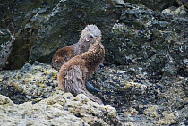 Marine otter (Lontra felina) mother and pup fighting, Chiloe Island, Chile, Endangered species