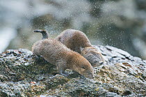 Marine otters (Lontra felina) mother and grown pup shaking off water, Chiloe Island, Chile, Endangered species