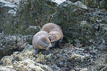 Marine otter (Lontra felina) mother and pup fighting on rocks, Chiloe Island, Chile, Endangered species