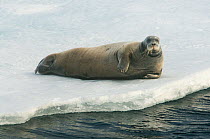 Bearded seal (Erignathus barbatus) on ice floe, Pack Ice, Svalbard, Norway 2010