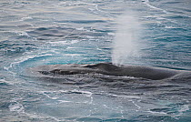 Humpback whale (Megaptera novaeangliae) surfacing, Hinlopen Strait, Svalbard, August 2010