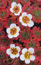 Tufted saxifrage (Saxifraga cespitosa) flowers, Svalbard, Norway, August 2010