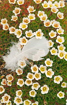Down feather on Tufted saxifrage (Saxifraga cespitosa) flowers, Svalbard, Norway, August 2010