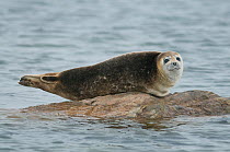 Harbour / Common seal (Phoca vitulina) hauled out on rock, Woodfjorden, Svalbard, Arctic Norway 2010