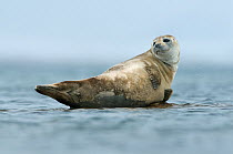 Harbour / Common seal (Phoca vitulina) resting on rock, Woodfjorden, Svalbard, Arctic Norway 2010