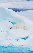Polar bear (Ursus maritimus) sleeping on pack ice, Svalbard, Arctic Norway, vulnerable species 2010