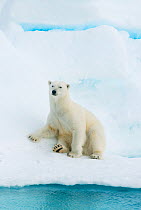 Polar bear (Ursus maritimus) sitting on pack ice, Svalbard, Arctic Norway, vulnerable species 2010