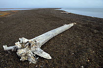 Driftwood from Siberia on North Slope beach. Barrow, Alaska, USA.