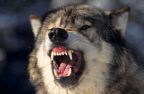Male Grey wolf (Canis Lupus) snarling. Montana, USA.