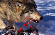 Grey wolf (Canis lupus) feeding on carcass in the snow. Montana, USA.