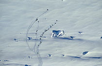 Aerial view of Emperor penguins (Aptenodytes forsteri) travelling across snow, Antarctica.