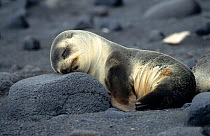 Antarctic fur seal pup (Arctocephalus gazella) on the beach at Sealers Corner, Heard Island, Sub Antarctica.