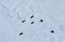 Emperor penguins (Aptenodytes forsteri) crossing the sea ice, Antarctica.