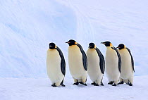 Line of Emperor penguins (Aptenodytes forsteri) walking on sea ice. Flutter Rookery, East Antarctica.