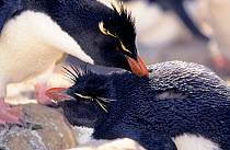 Rockhopper penguins (Eudyptes chrysocome) preening eachother. New Island, Falkland Islands.