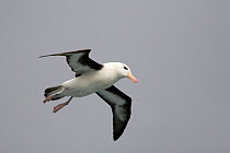 Black browed albatross (Thalassarche melanophrys) playing in the wind currents behind boat. Southern Ocean, Antarctica.