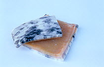 Muktuk, a traditional Inuit and Chukchi meal made from the skin, gristle and blubber of Narwhal (Monodon monoceros).