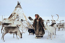 Tundra Nenets woman with her pet Reindeer / Caribou (Rangifer tarandus) at herders' camp on the tundra. Gydan Peninsula, Yamal, Western Siberia, Russia, 2000.
