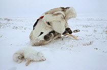 Nenets man checking fox trap on the tundra, with one Fox (Vulpes lagopus) already caught. Gydan Peninsula, Western Siberia, Russia, 2000.