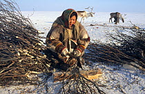 Young Nenets woman chopping Willow (Salix genus) to be used for firewood. Gydan Peninsula, Yamal, Western Siberia, Russia, 2000.