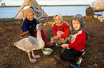 Nenets children feeding a pet young Tundra / Bewick's swan (Cygnus columbianus bewicki) at a summer camp near Nadym. Yamal, Western Siberia, Russia, 2000.