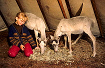 Nenets girl feeding lichen to pet Reindeer / Caribou (Rangifer tarandus) calves inside tent at summer camp. Nadym, Western Siberia, Russia, 2000.