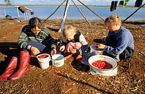 Nenets girls sorting berries they have picked at summer camp near Nadym. Yamal, Western Siberia, Russia, 2000.