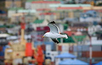 Kelp / Southern black backed Gull (Larus dominicanus) hovering over harbour with a backdrop of colourful houses. Ushuaia, Argentina.