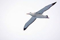 Wandering albatross (Diomedia exulans) in flight. Drake Passage, Southern Ocean.