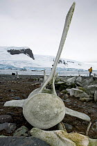 Whale vertebra at Mikkelsen Harbour, Trinity Island, Antarctica, February 2009.