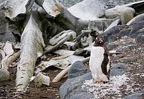 Gentoo penguin (Pygoscelis papua) sitting in a pile of feathers while moulting, surrounded by whale bones. Mikkelsen Harbour, Trinity Island, Antarctica.