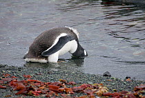 Gentoo penguin (Pygoscelis papua) with head underwater just finishing its moult. Trinity Island, Antarctica.