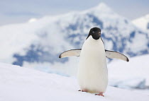 Adelie penguin (Pygoscelis adeliae) on snow bank at Prospect Point with the mountains of Renaud Island beyond. Antarctica.