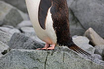 Wet Adelie penguin (Pygoscelis adeliae) with distinctive brushtail, Antarctica.