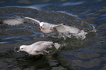 Antarctic / Southern fulmars (Fulmarus glacialoides) squabbling over scraps in the water. Ushuaia, Argentina.