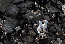 Two Black browed albatross (Thalassarche melanophrys) courting within group of Rockhopper penguins (Eudyptes chrysocome), all nesting on West Point Island, Falkland Islands.