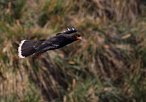 Striated / Forster's caracara  (Phalcoboenus australis) in flight over West Point Island, Falkland Islands.