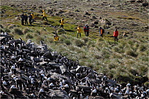 Tourists from a ship visiting the Rockhopper penguin (Eudyptes chrysocome) and Black browed albatross (Thalassarche melanophrys) colonies at West Point Island, Falklands Islands, 2009.