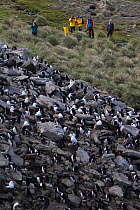Tourists from a ship visiting the Rockhopper penguin (Eudyptes chrysocome) and Black browed albatross (Thalassarche melanophrys) colonies at West Point Island, Falklands Islands, 2009.