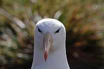 Portrait of Black browed albatross (Thalassarche melanophrys). West Point Island, Falkland Islands.