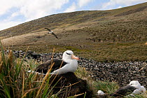 Black browed albatross (Thalassarche melanophrys) and Rockhopper penguin (Eudyptes chrysocome) colonies amongst the Tussock grass on West Point Island, Falkland Islands.